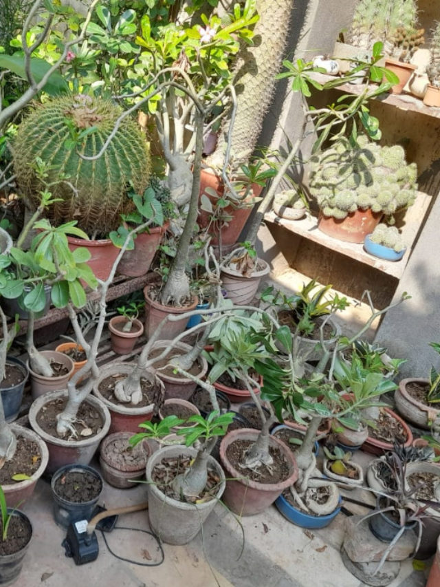 उदयपुर के इस शख्स को कैक्टस से लगाव इतना की घर में लगाए 400 से ज्यादा प्रजातियों के कांटेदार कैक्टस